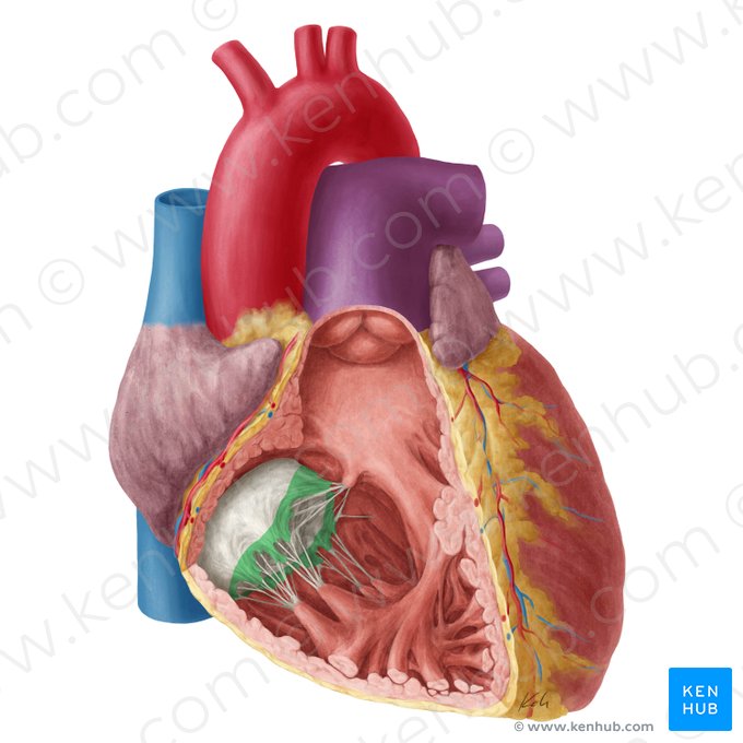 Rough zone of right atrioventricular valve (Zona aspera valvae atrioventricularis dextrae); Image: Yousun Koh
