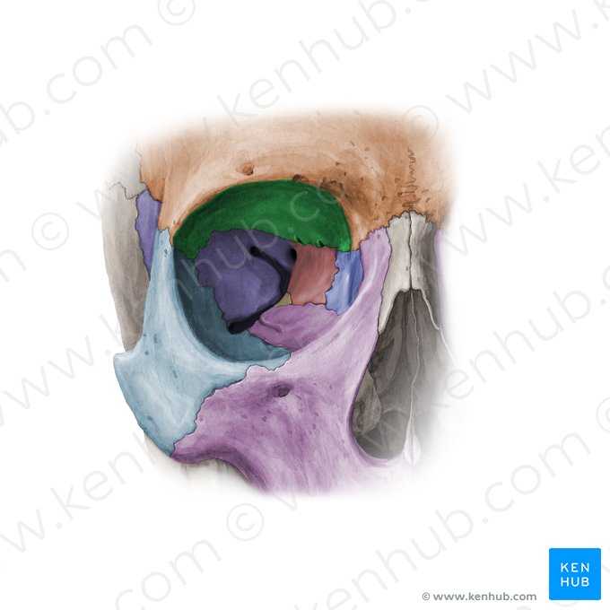 Orbital surface of frontal bone (Facies orbitalis ossis frontalis); Image: Paul Kim