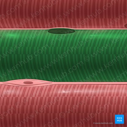 Muscle fiber (Myofibra); Image: Tal Bavli Ziv