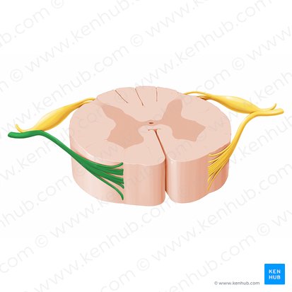 Anterior root of spinal nerve (Radix anterior nervi spinalis); Image: Paul Kim