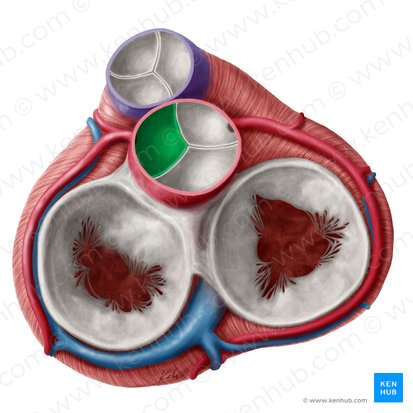 Left coronary leaflet of aortic valve (Valvula coronaria sinistra valvae aortae); Image: Yousun Koh