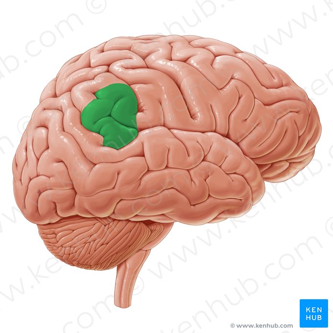 Supramarginal gyrus (Gyrus supramarginalis); Image: Paul Kim