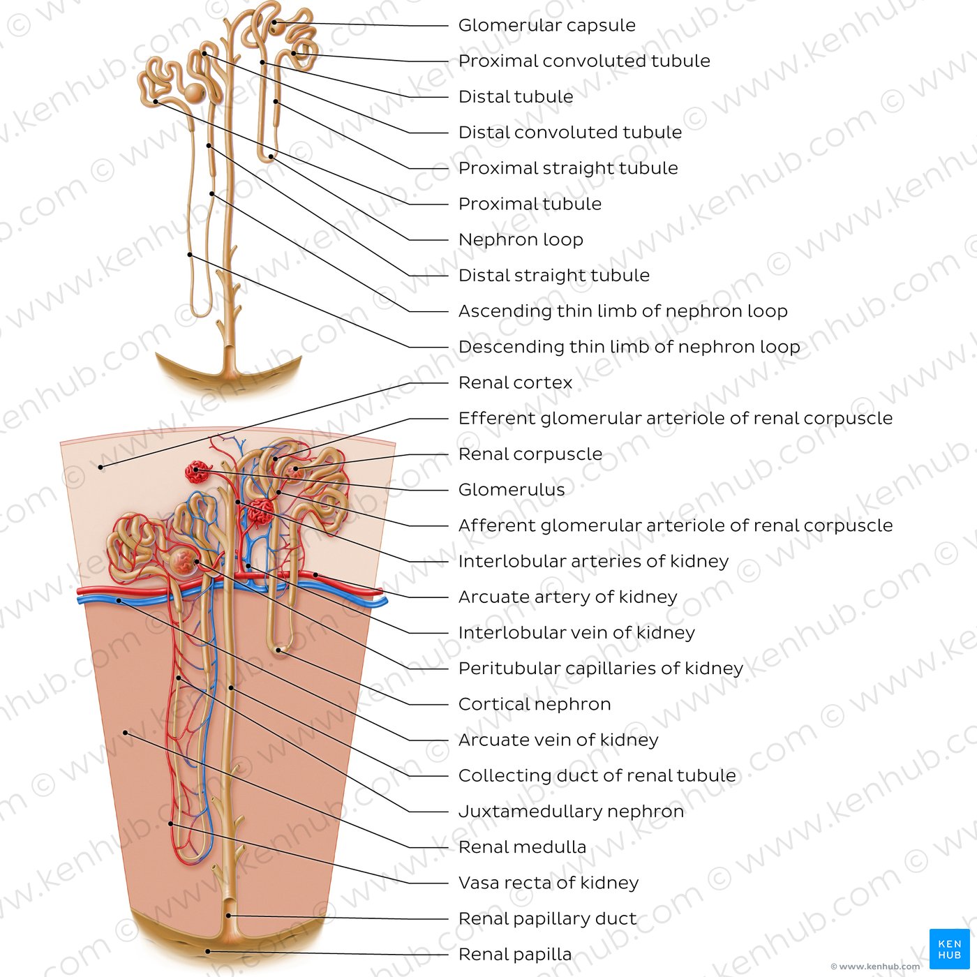 Nephron structure