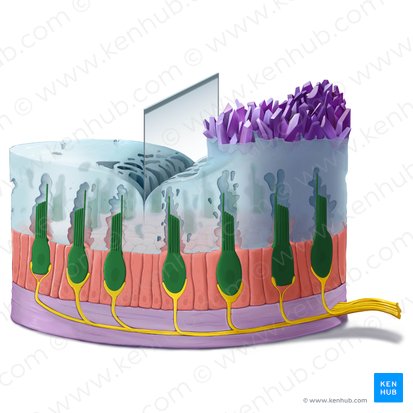 Vestibular hair cell (Vestibulocytus); Image: Tal Bavli Ziv