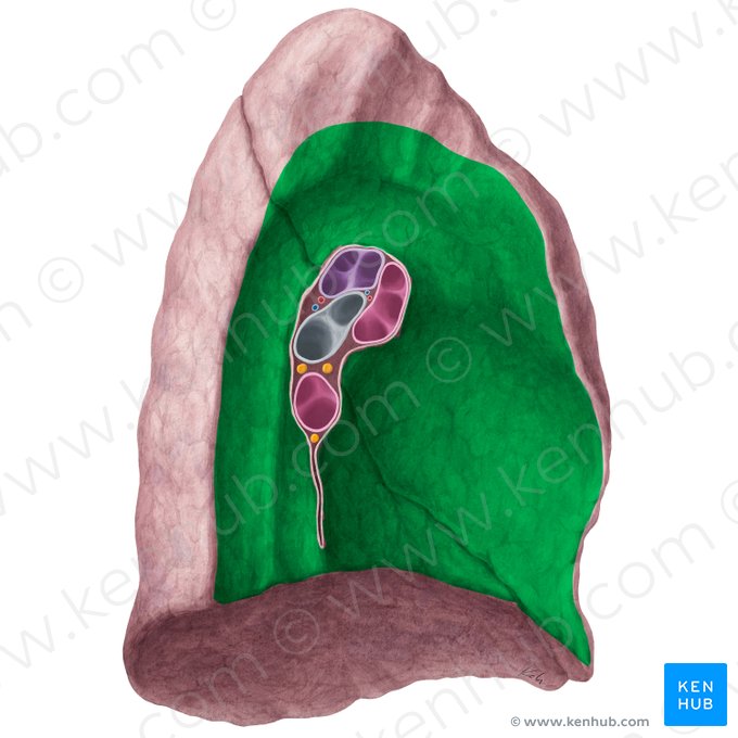 Facies mediastinalis pulmonis sinistri (Mittelfellseitige Fläche der linken Lunge); Bild: Yousun Koh