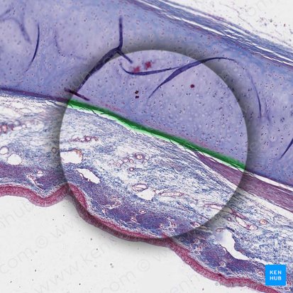 Perichondrium (Knorpelhaut); Bild: 
