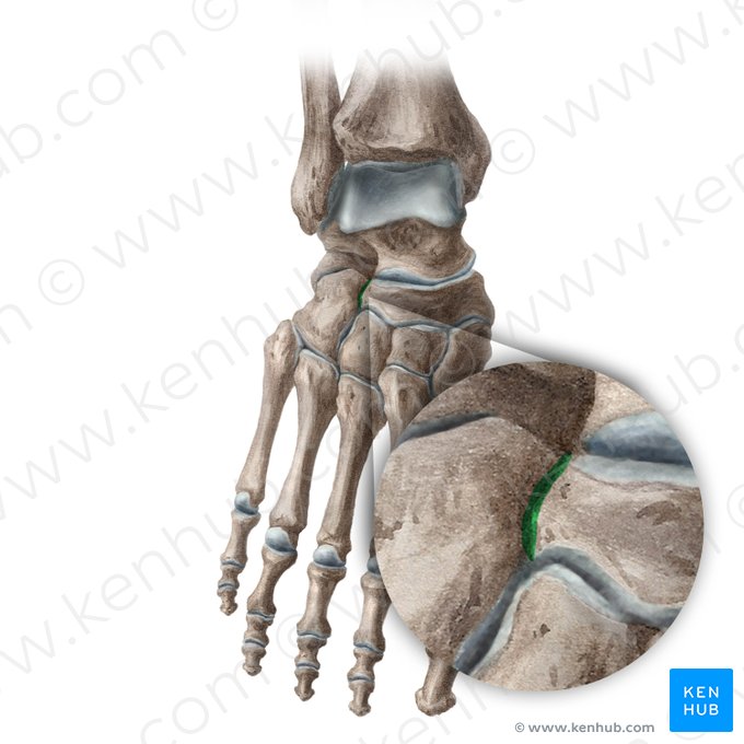 Cuboideonavicular joint (Articularis cuboideonavicularis); Image: Liene Znotina