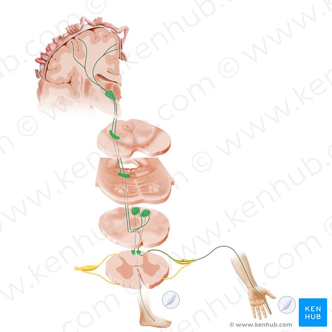 Posterior funiculus-medial lemniscus pathway (Via columnae posterioris lemniscique medialis); Image: Paul Kim