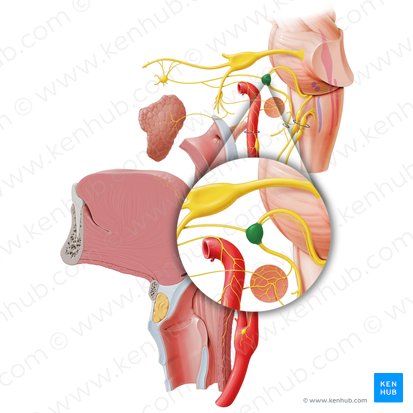 Ganglion geniculi (Fazialisganglion); Bild: Paul Kim
