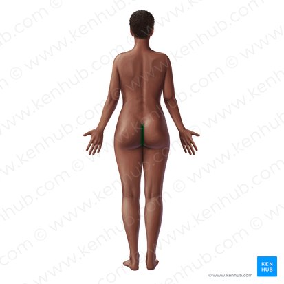 Hendidura interglútea (Crena interglutealis); Imagen: Paul Kim