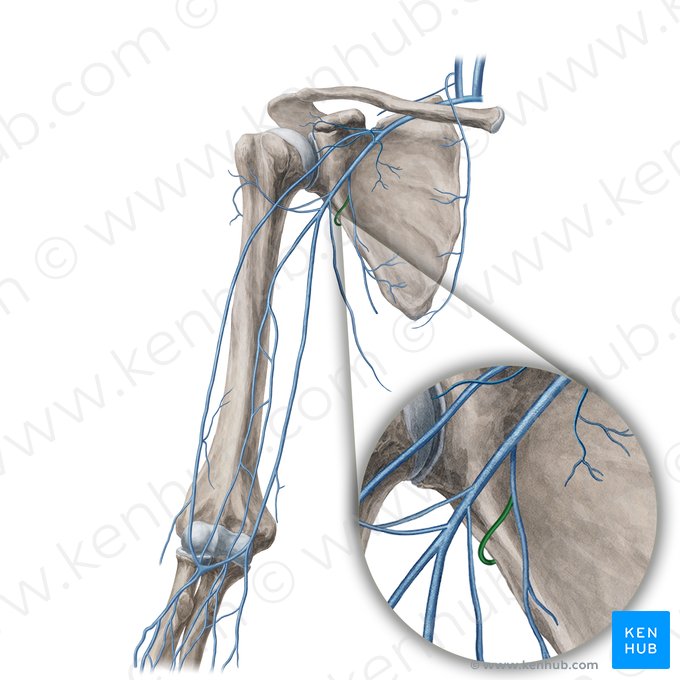 Vena circumflexa scapulae (Schulterblattkranzvene); Bild: Yousun Koh