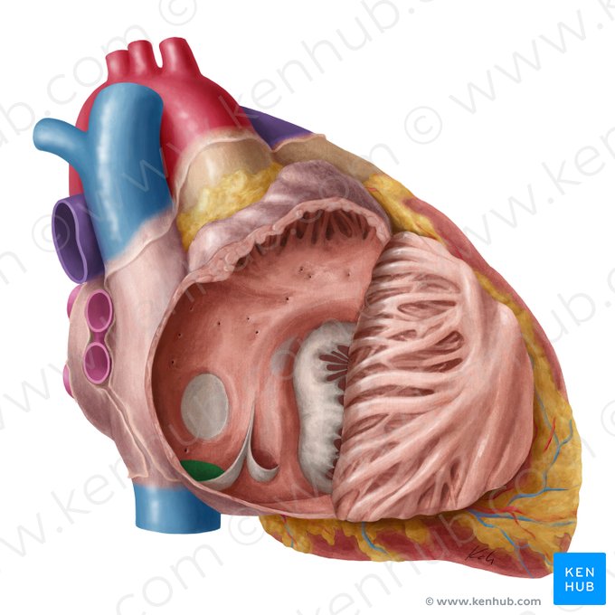 Opening of inferior vena cava (Ostium venae cavae inferioris); Image: Yousun Koh