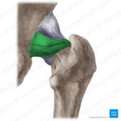 Ligamentum ischiofemorale (Sitzbein-Oberschenkelknochen-Band); Bild: Liene Znotina