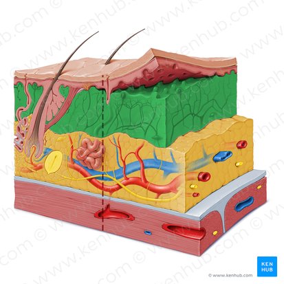 Dermis; Bild: Paul Kim
