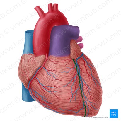 Anterior interventricular artery (Arteria interventricularis anterior); Image: Yousun Koh