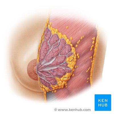 Female breast