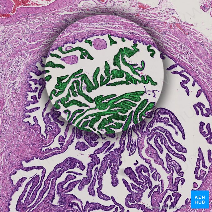 Fimbriae tubae uterinae (Fimbrien des Eileiters); Bild: 