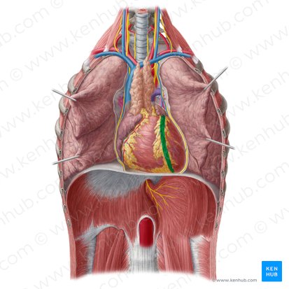 Anterior interventricular sulcus (Sulcus interventricularis anterior); Image: Yousun Koh