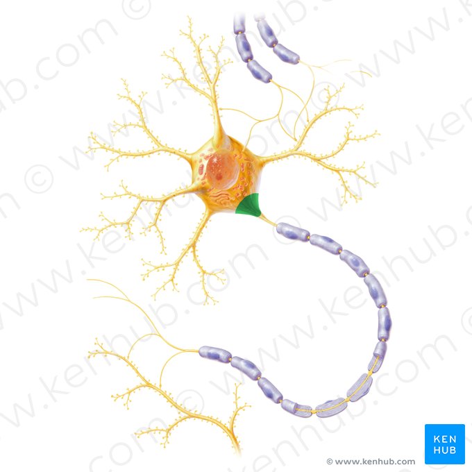 Axon hillock (Colliculus axonis); Image: Paul Kim