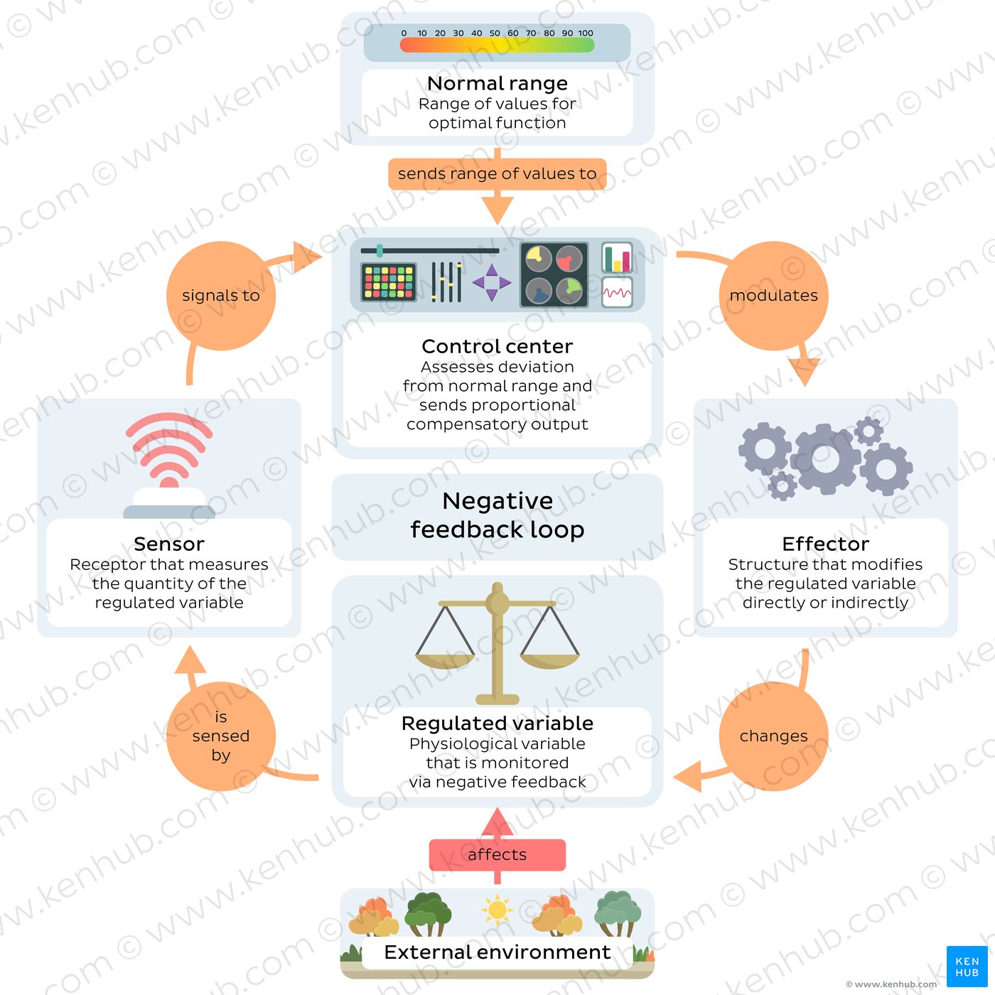 Diagram of the steps of a negative feedback loop
