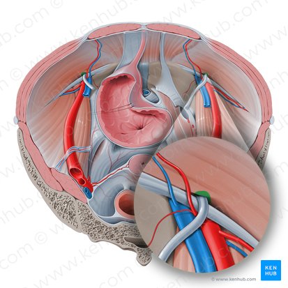 Deep inguinal ring (Anulus inguinalis profundus); Image: Paul Kim