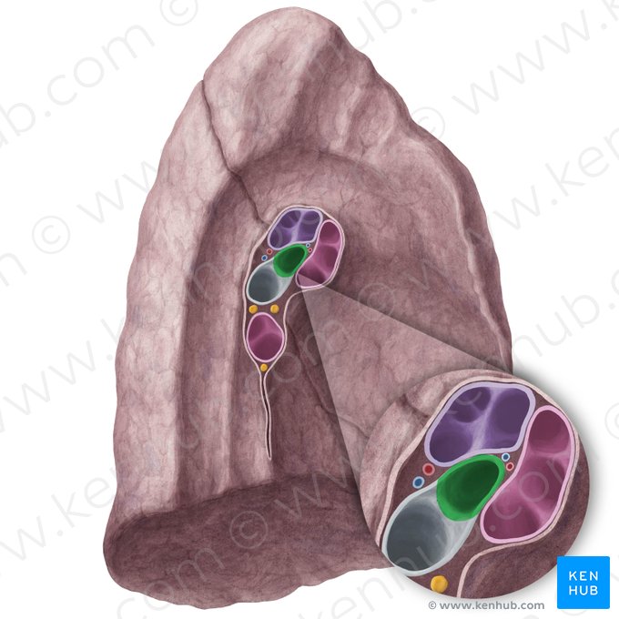 Bronchus lobaris superior sinister (Linker oberer Lappenbronchus); Bild: Yousun Koh