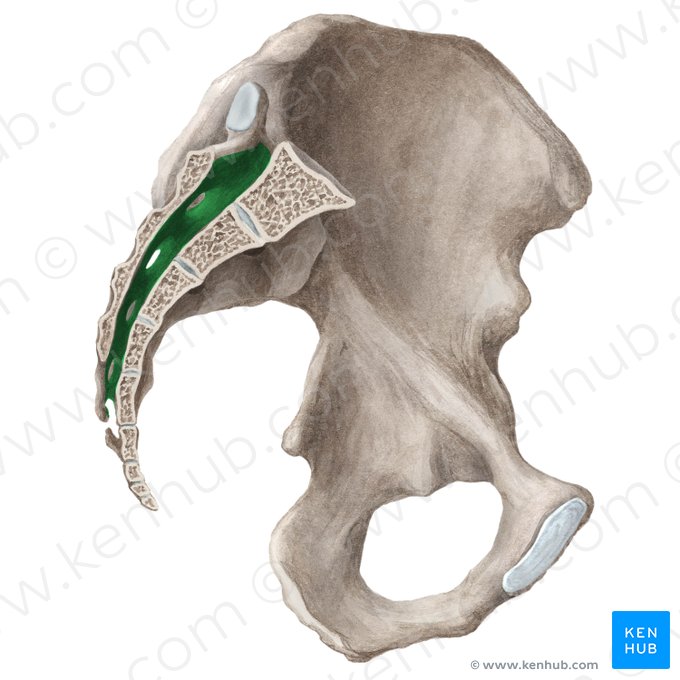 Sacral canal (Canalis sacralis); Image: Liene Znotina