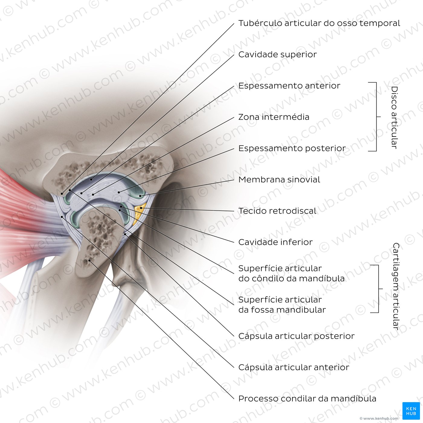Estrutura interna da articulação temporomandibular