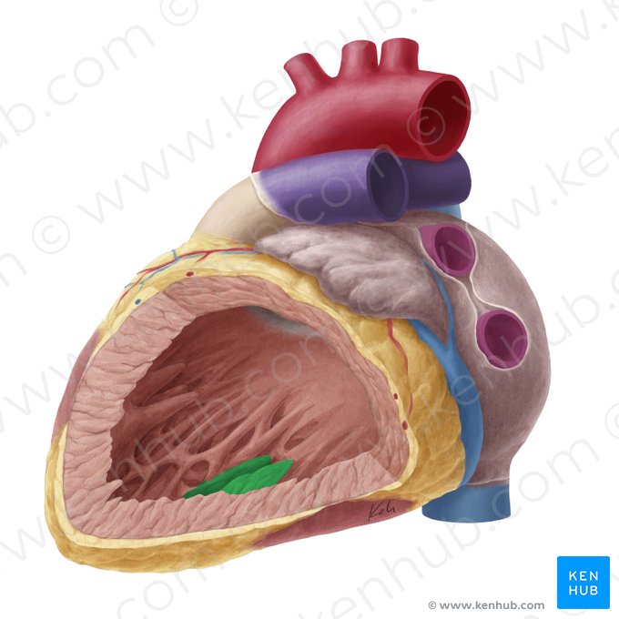Inferior papillary muscle of left ventricle (Musculus papillaris inferior ventriculi sinistri); Image: Yousun Koh