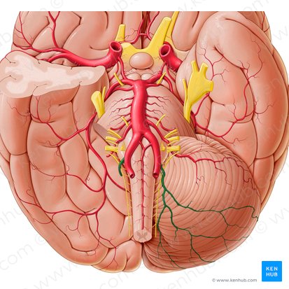 Arteria inferior posterior cerebelli (Hintere untere Kleinhirnarterie); Bild: Paul Kim