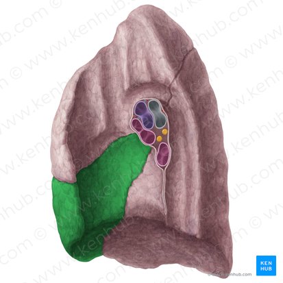 Middle lobe of right lung (Lobus medius pulmonis dextri); Image: Yousun Koh
