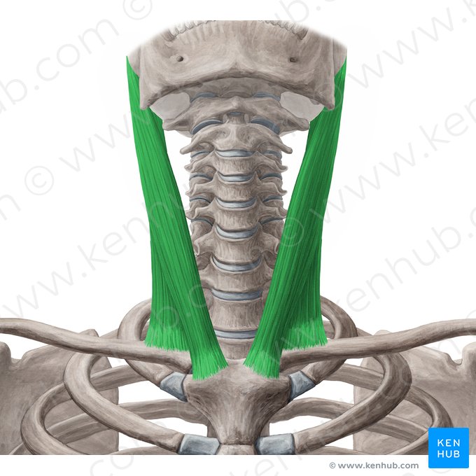 Sternocleidomastoid muscle (Musculus sternocleidomastoideus); Image: Yousun Koh