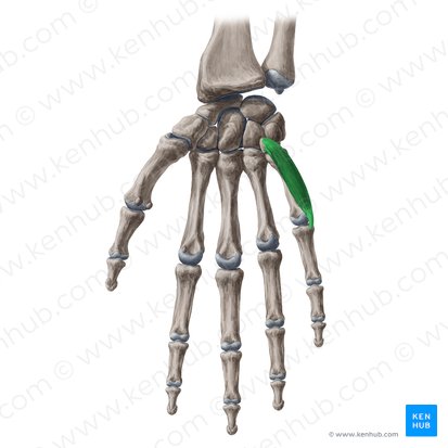 Musculus flexor digiti minimi brevis manus (Kleinfingerbeuger); Bild: Yousun Koh