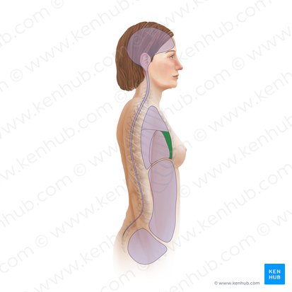 Mediastinum anterius (Vorderes Mediastinum); Bild: Paul Kim