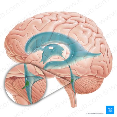 Recessus lateralis ventriculi quarti (Recessus lateralis des vierten Ventrikels); Bild: Paul Kim