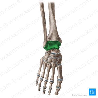 Articulação do tornozelo (Articulatio talocruralis); Imagem: Liene Znotina