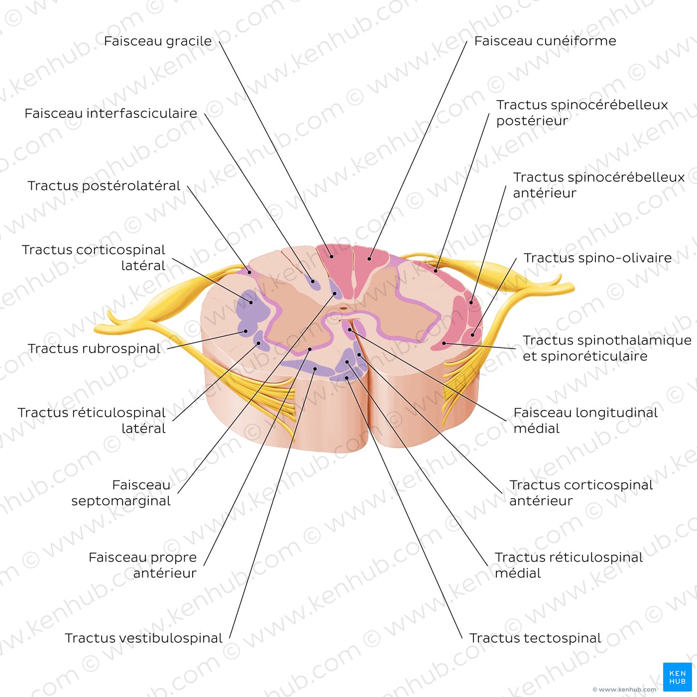 Spinal cord: Cross section (ascending and descending tracts)