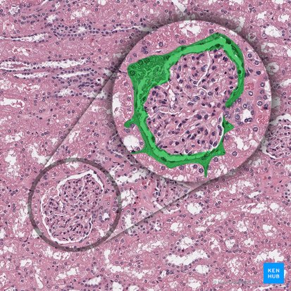 Glomerular capsule (Capsula glomerularis); Image: 