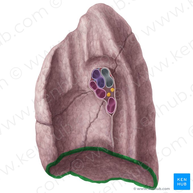 Margo inferior pulmonis dextri (Unterrand der rechten Lunge); Bild: Yousun Koh