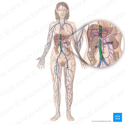 Vena cava inferior (Untere Hohlvene); Bild: Begoña Rodriguez