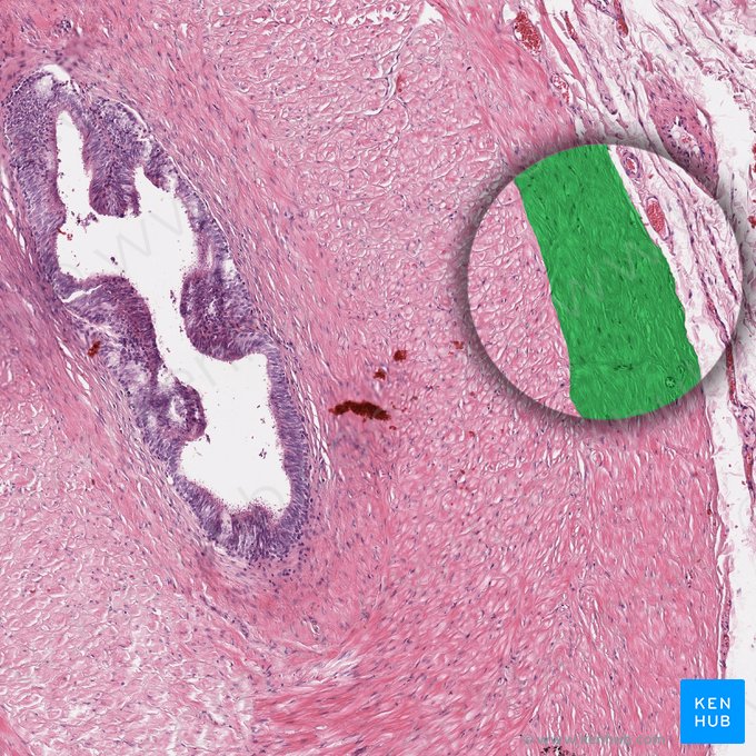 Stratum longitudinale externum tunicae muscularis (Äußere Längsmuskelschicht); Bild: 