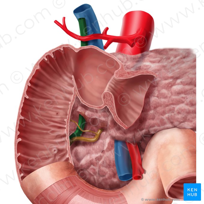 Bile duct (Ductus biliaris); Image: Begoña Rodriguez