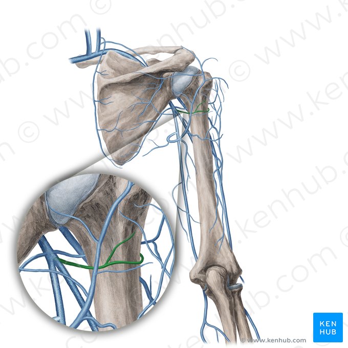 Vena circumflexa posterior humeri (Hintere Oberarmkranzvene); Bild: Yousun Koh