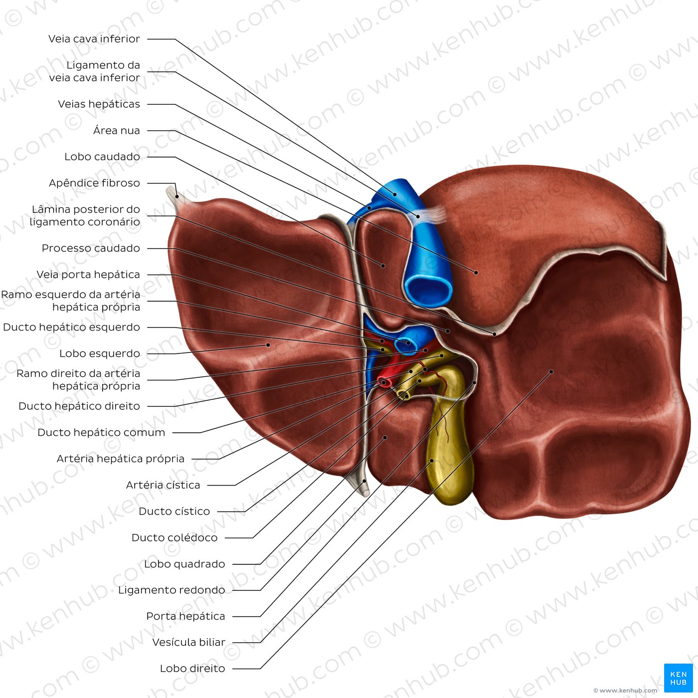 Anatomia da superfície visceral do fígado - vista inferior