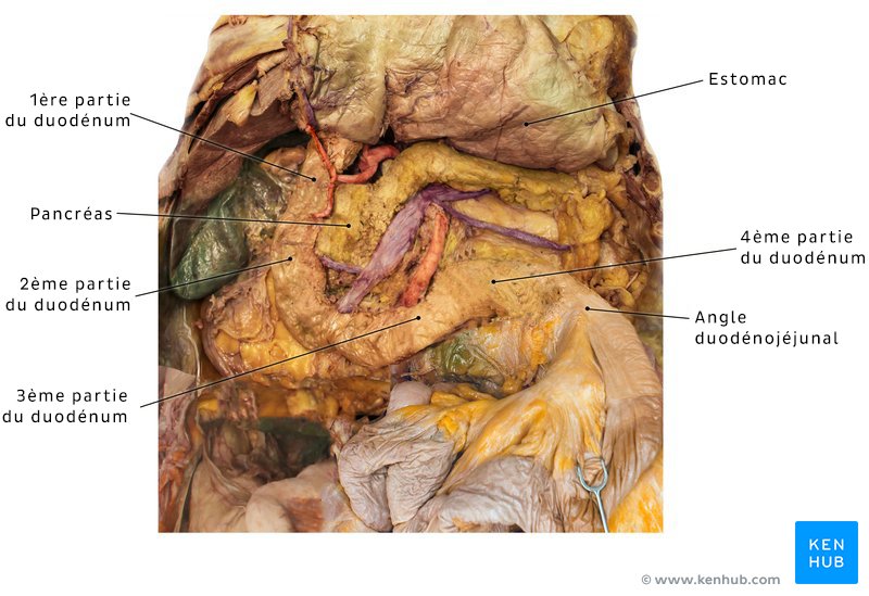 Duodénum d’un cadavre
