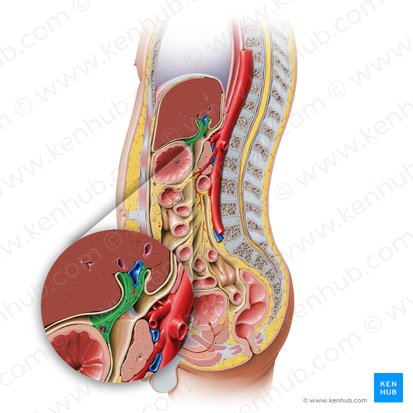 Lesser omentum (Omentum minus); Image: Paul Kim