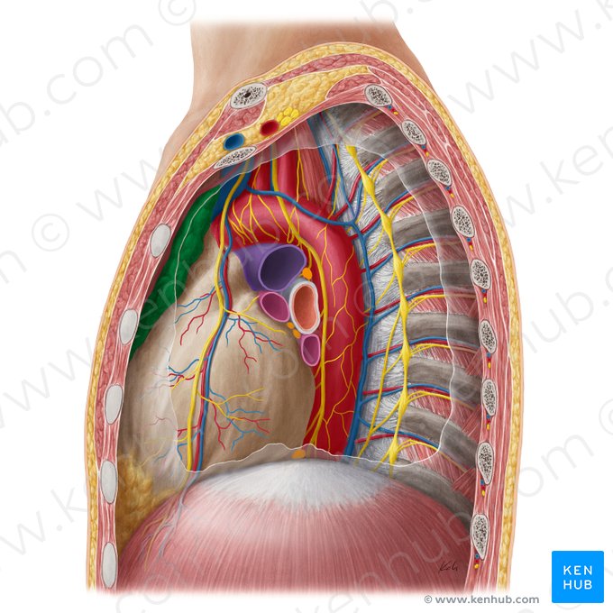 Thymus; Image: Yousun Koh