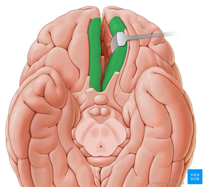Straight gyrus - caudal view