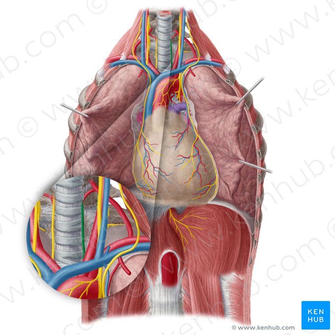 Left recurrent laryngeal nerve (Nervus laryngeus recurrens sinister); Image: Yousun Koh