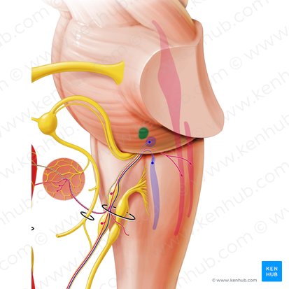 Noyau salivaire supérieur (Nucleus salivatorius superior); Image : Paul Kim